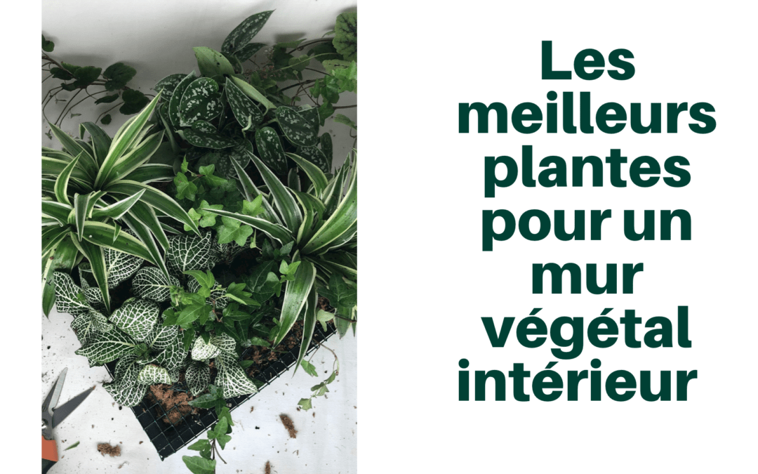 plantes pour mur végétal intérieur