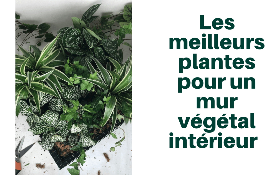 Top 10 des meilleurs plantes pour mur végétal intérieur