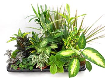 plantes vertes pour mur végétal intérieur