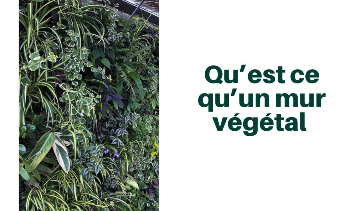 qu’est ce qu’un mur végétal