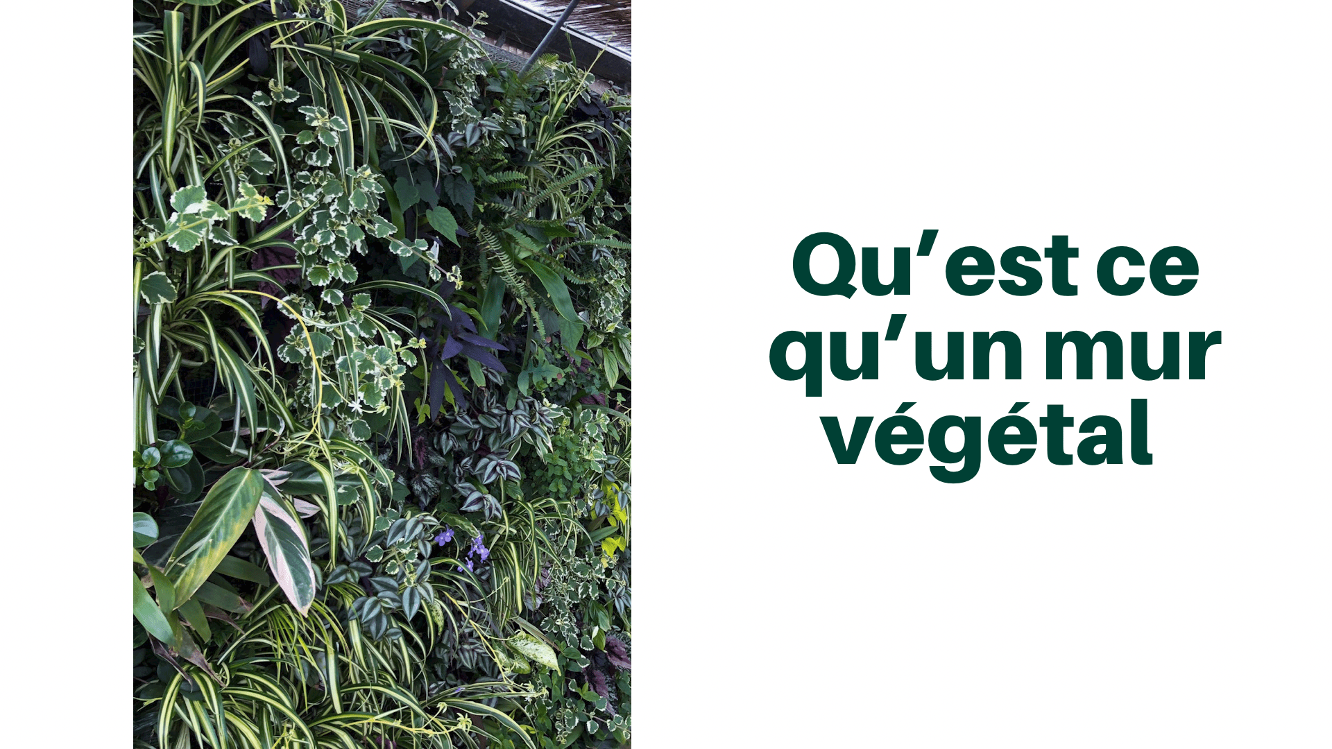 qu'est ce qu'un mur végétal - Vertilt 2022