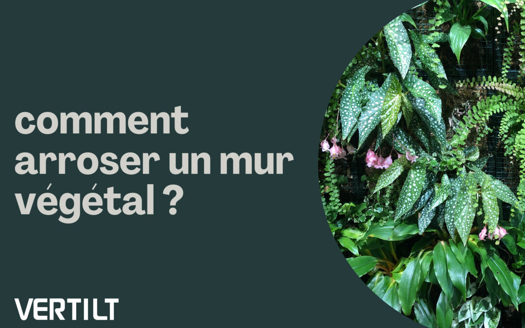 Comment arroser un mur végétal