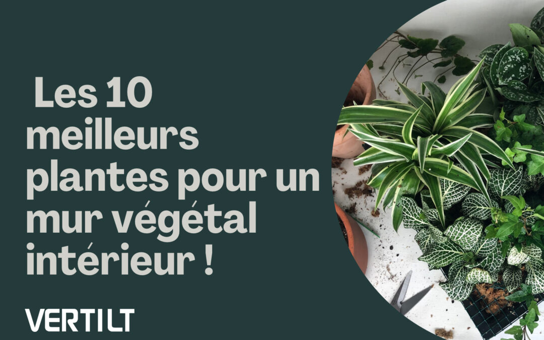 Top 10 des meilleurs plantes pour mur végétal intérieur