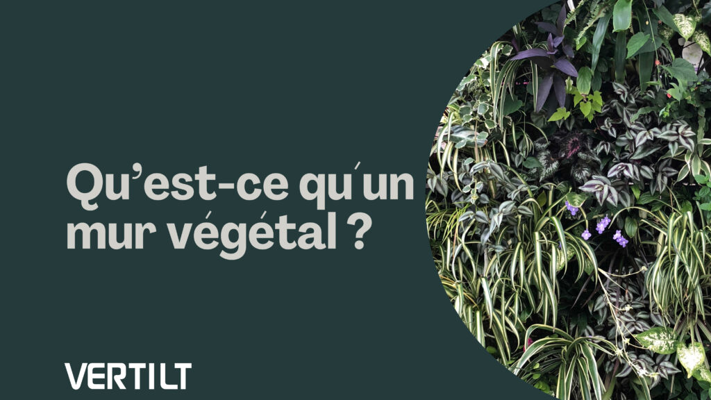 qu'est ce qu'un mur végétal - Vertilt 2025