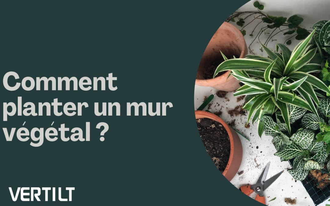 comment planter un mur végétal en 4 étapes simple