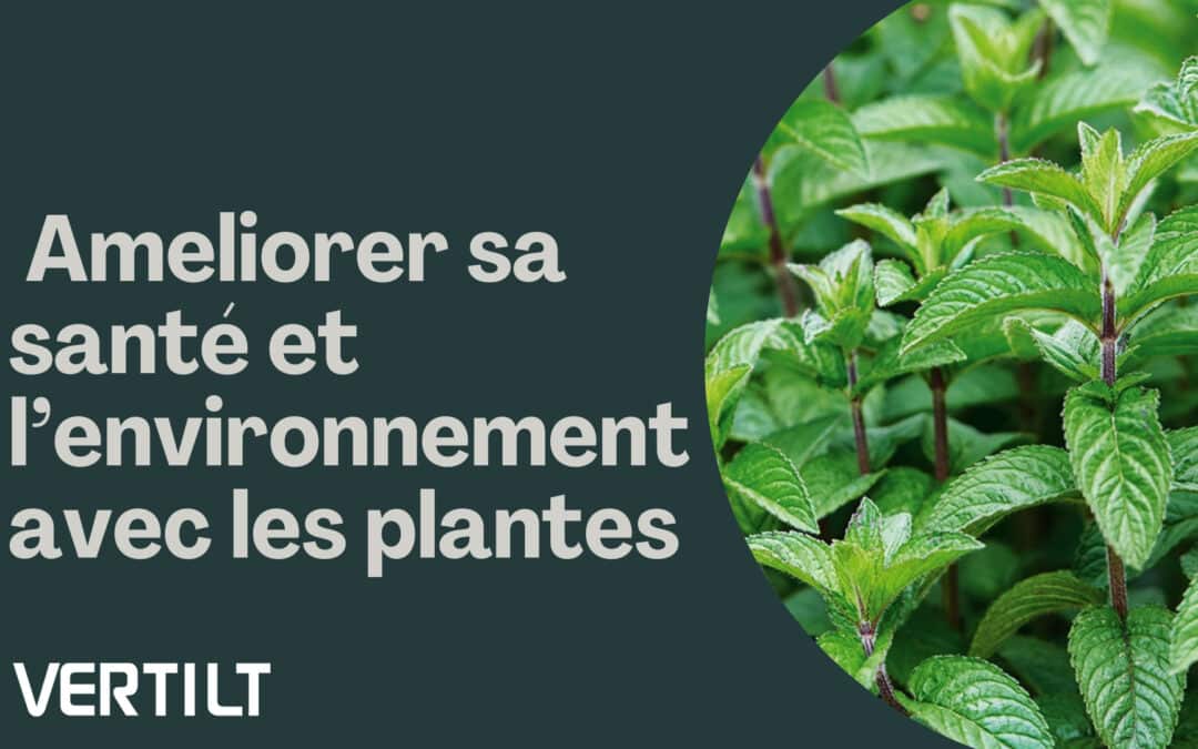 Murs végétaux : Améliorer sa santé et l’environnement avec les plantes