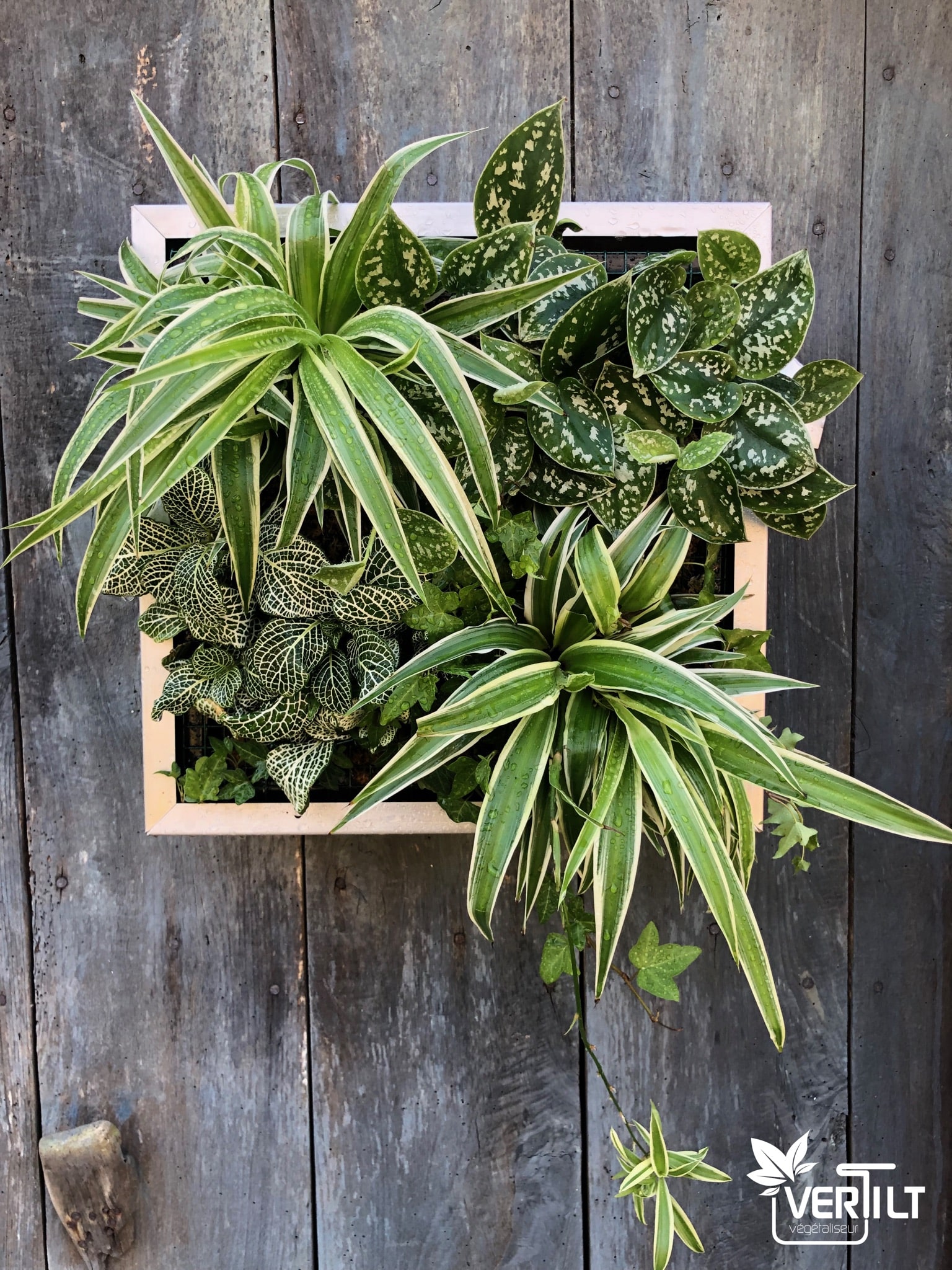 plantation d'un mur végétal intérieur 