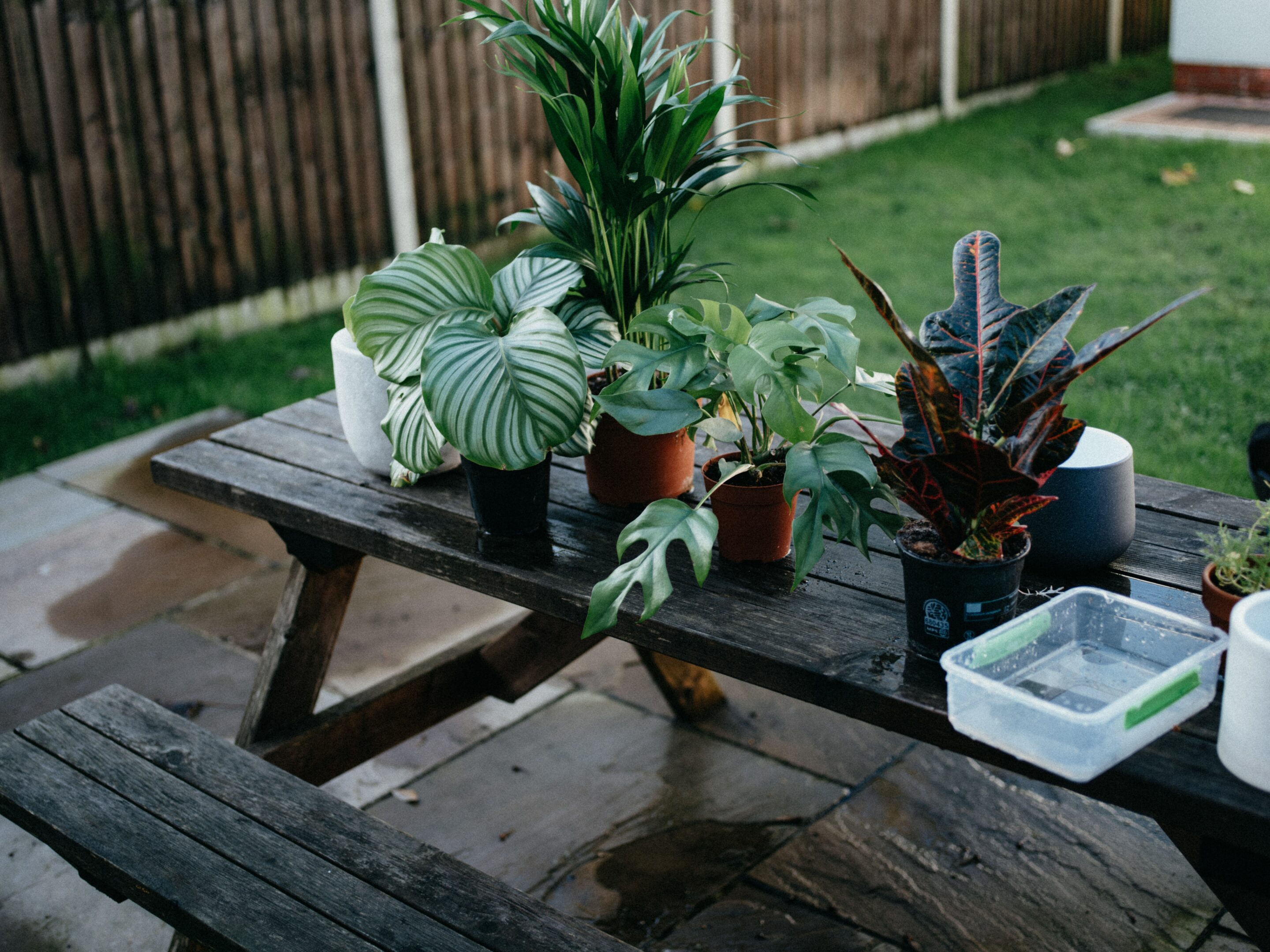 sélection de plantes intérieur variée pour la création d'un mur végétal.