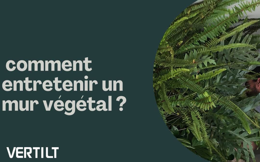 entretien d'un mur végétal naturel en intérieur