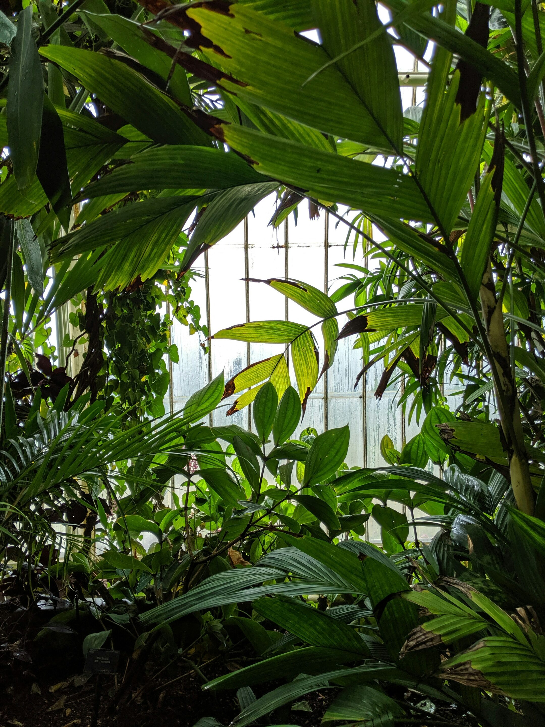 plantes jungle intérieure